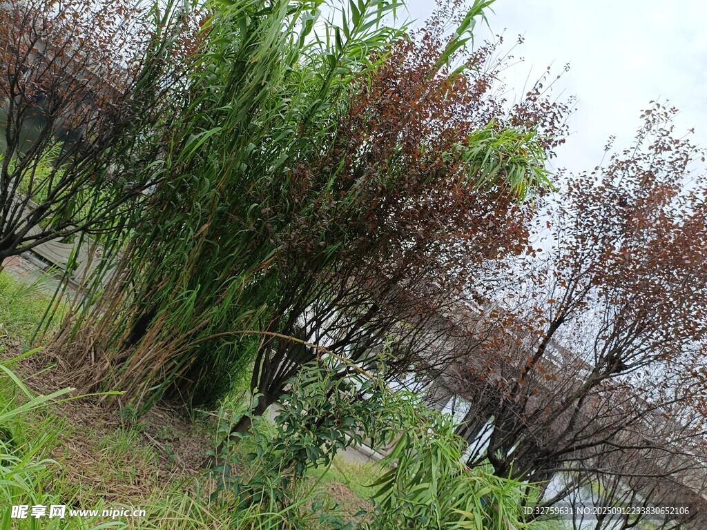 岸边绿植与枯萎树木景观