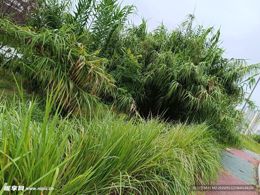 路边繁茂绿植景观