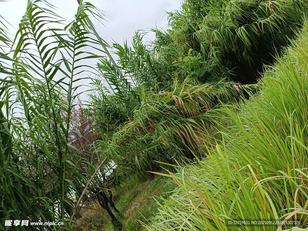 山间葱郁绿植景观