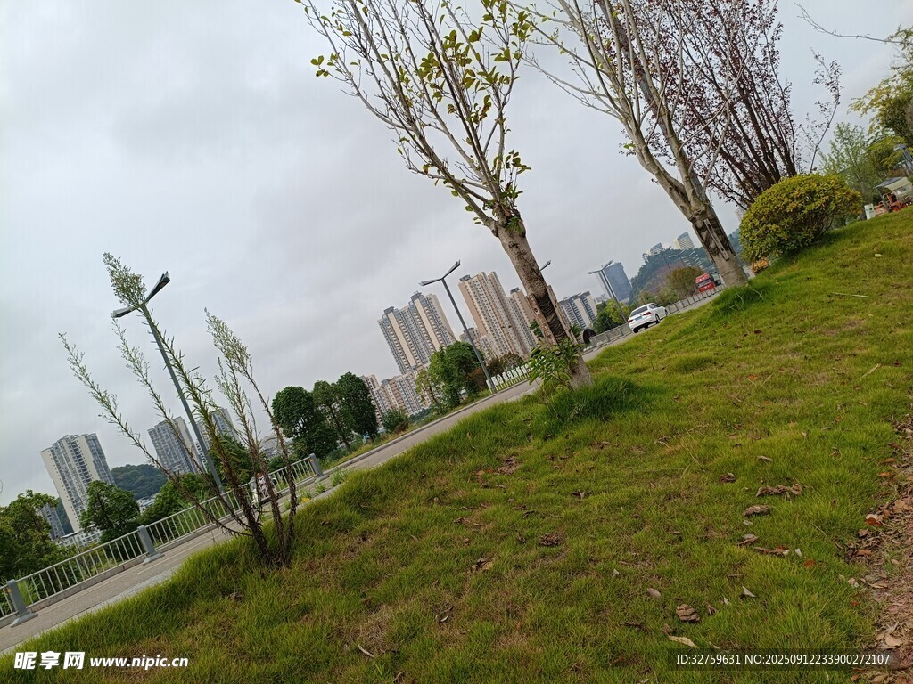 城市草地旁的树木与远景