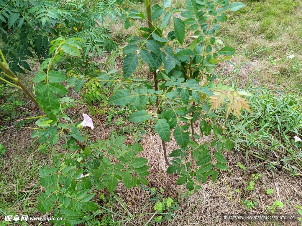 野外绿植景象