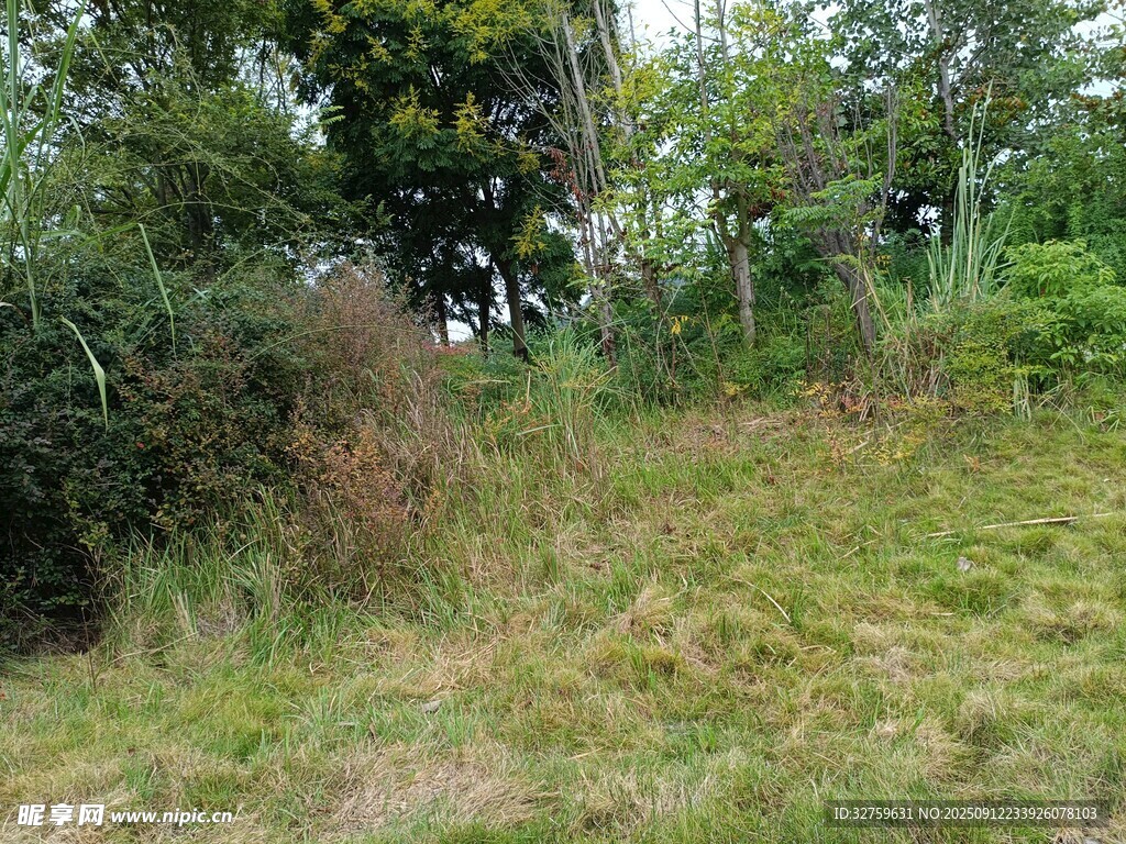 野外草地与植被景观