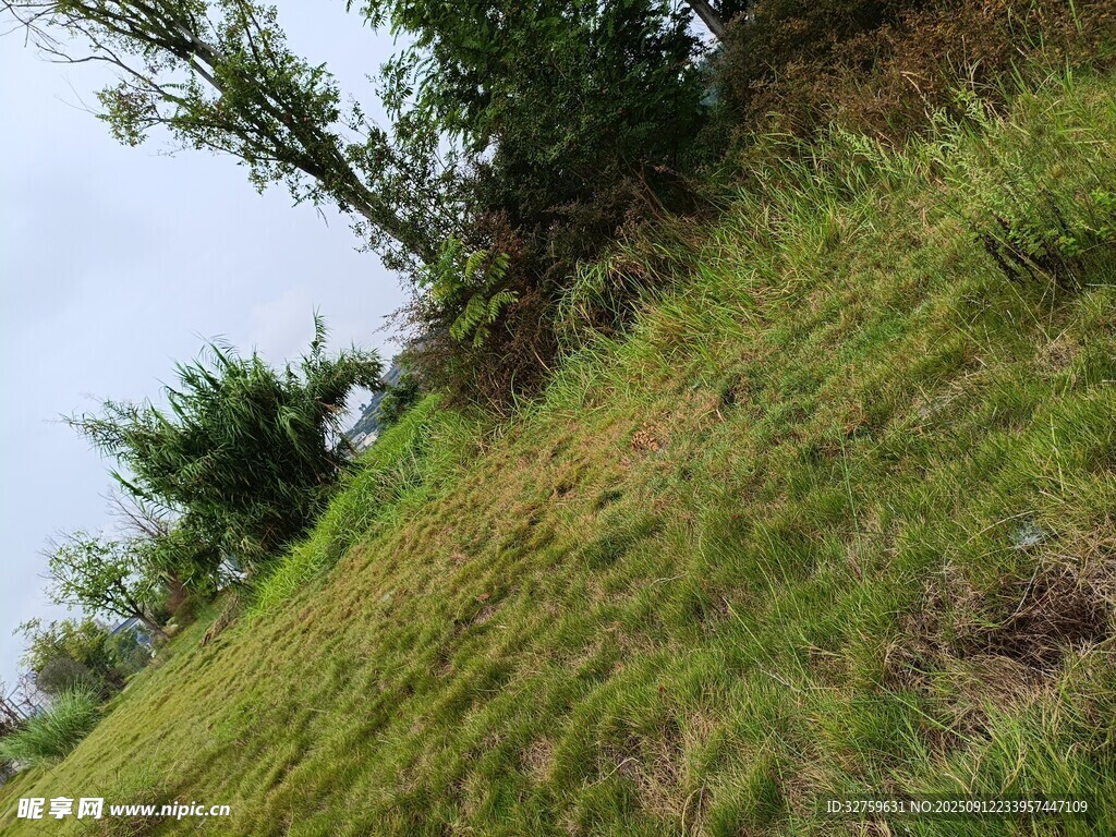 绿意盎然的斜坡景观