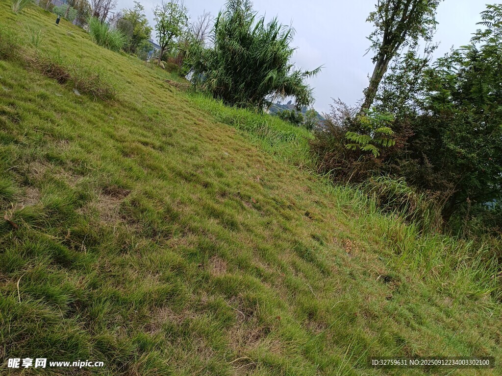 绿意盎然的草地山坡景色