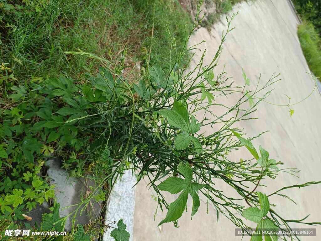 路边绿植特写