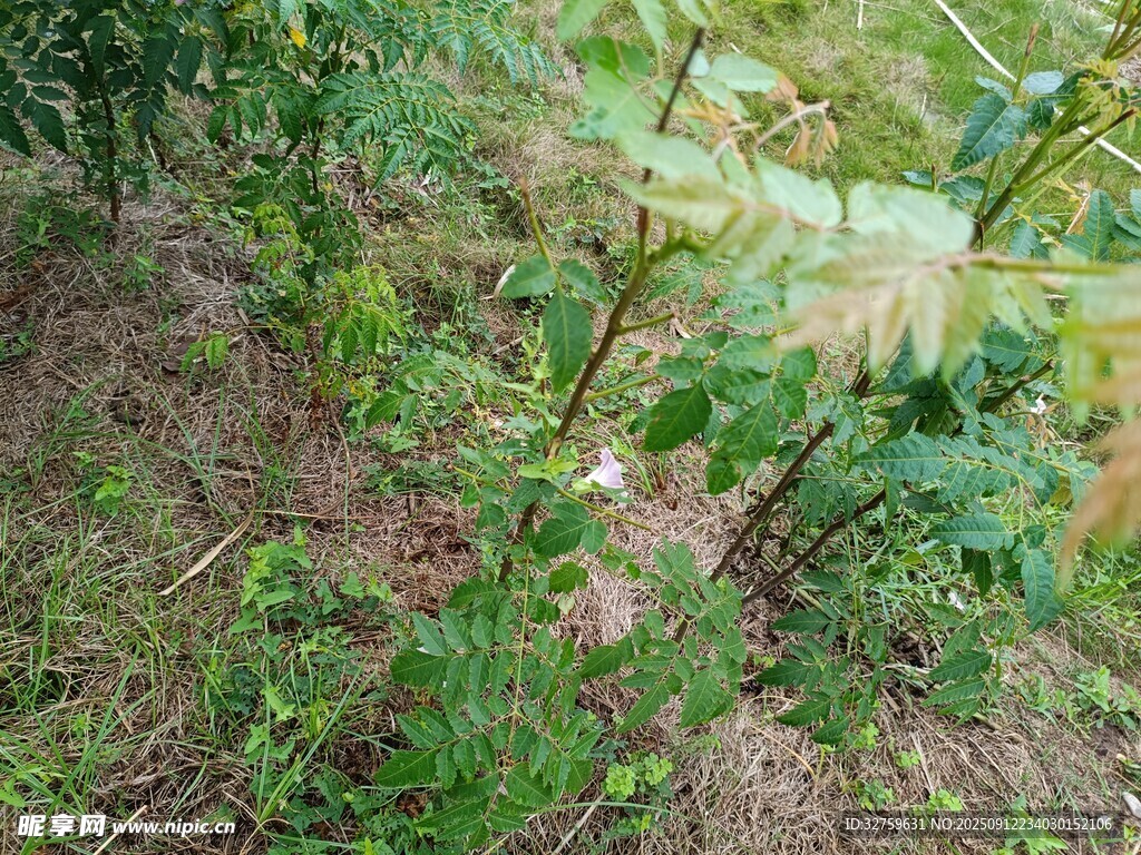 野外绿植景象