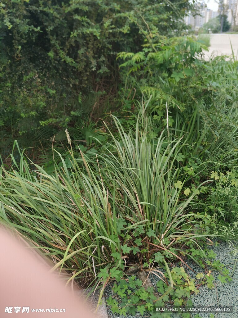 户外茂盛绿植景观