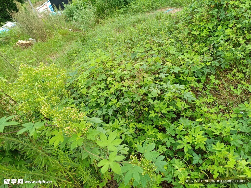 绿意盎然的繁茂植物景观