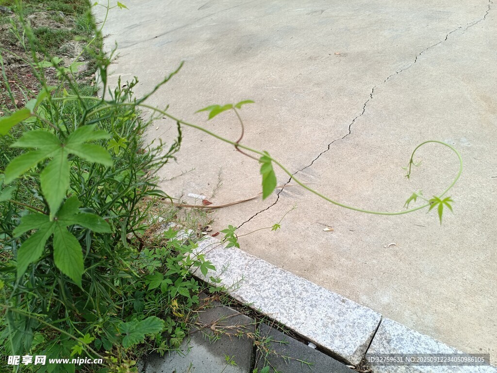 墙边生长的嫩绿藤蔓植物
