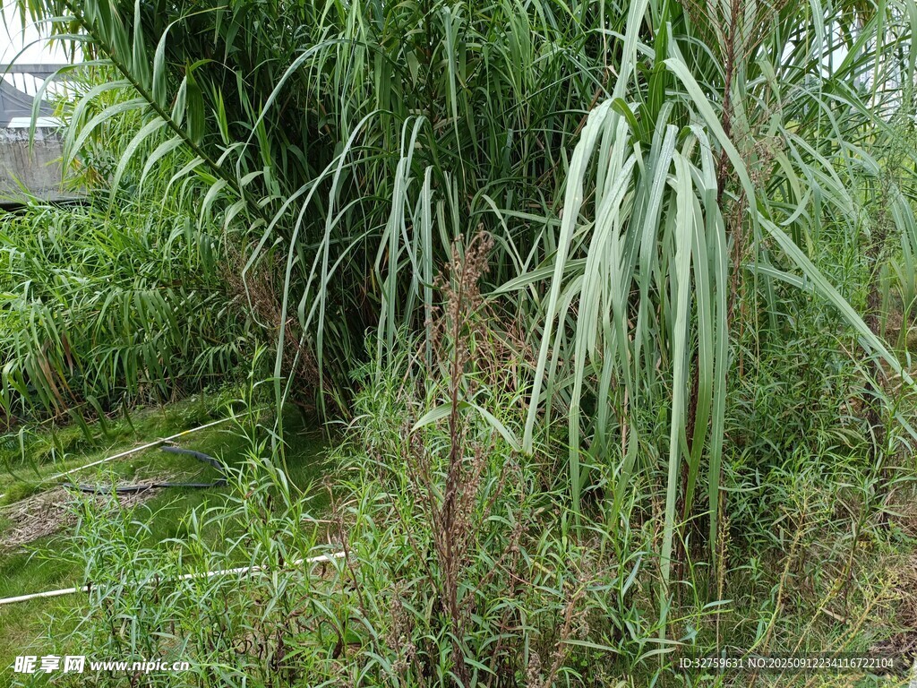 野外繁茂的绿植景观