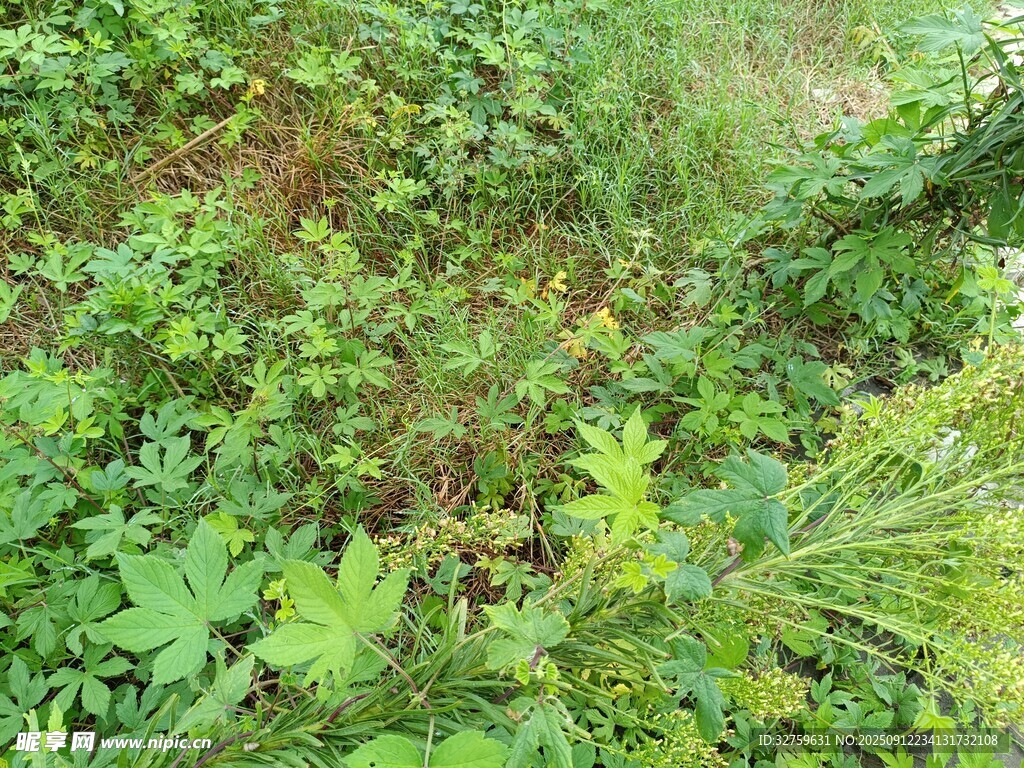 繁茂绿植景观