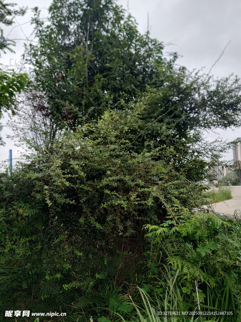 繁茂绿植 