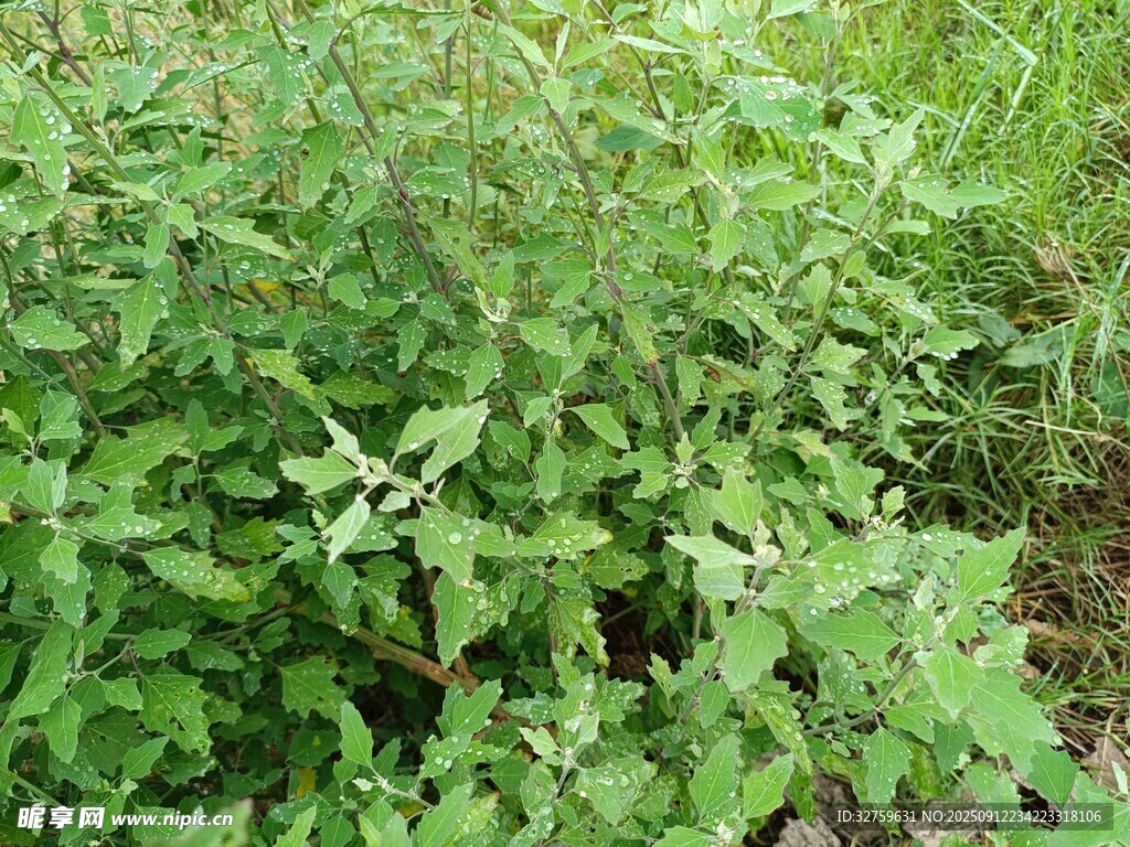野外繁茂的绿色植物