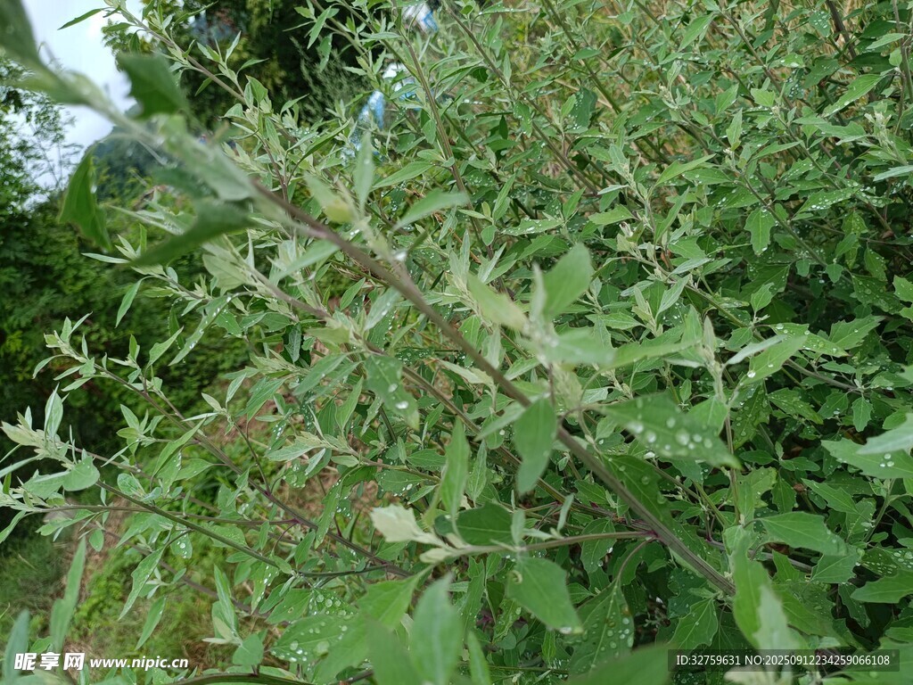 繁茂绿植景观