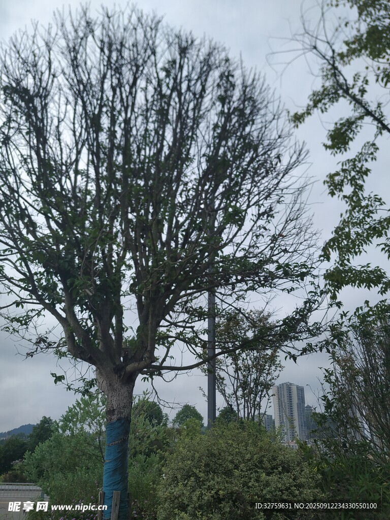 冬日光秃树木景观