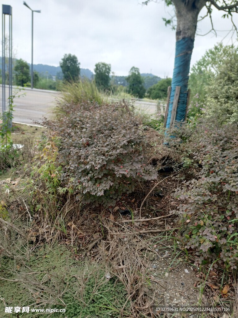 路边杂乱灌木丛景象