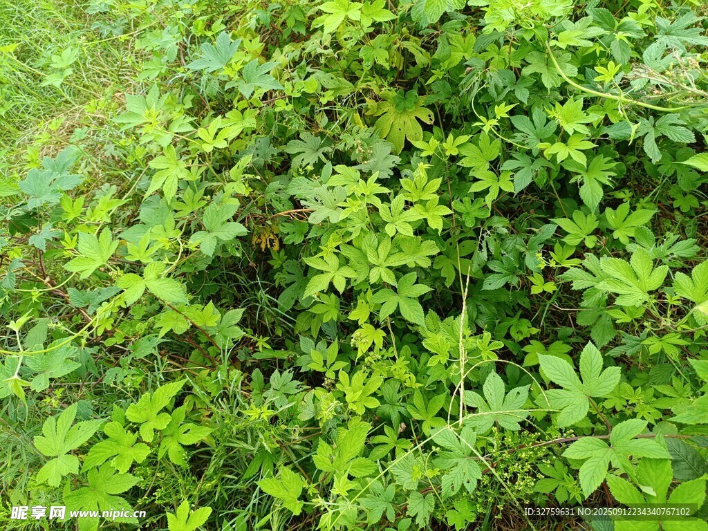 繁茂绿植景观