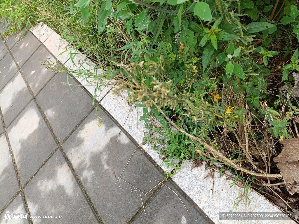 路边绿植与砖石路面