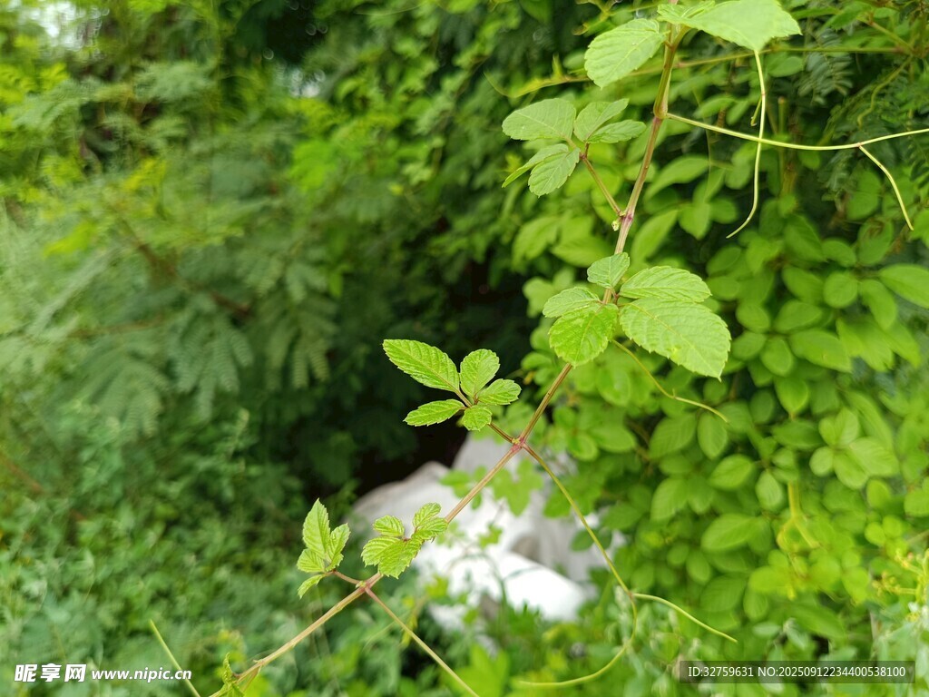 绿叶丛中绽放的白色小花