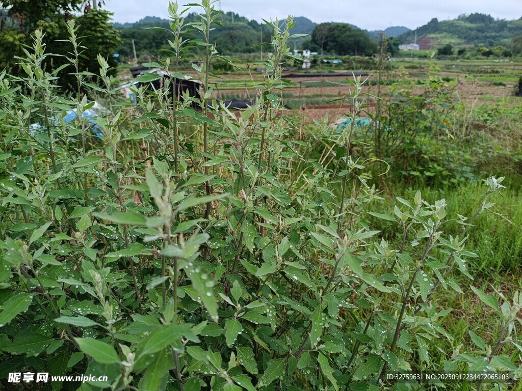 野外繁茂的绿色植物景观