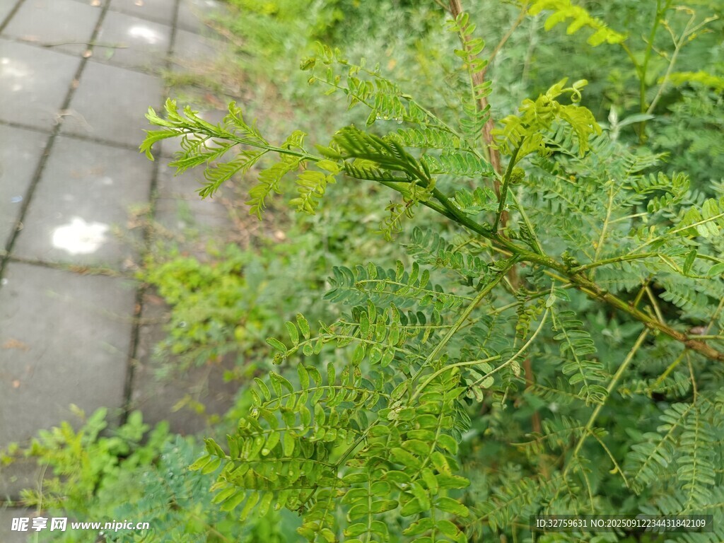 路边翠绿植物与砖石路面