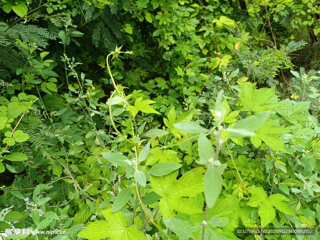 繁茂绿植景观