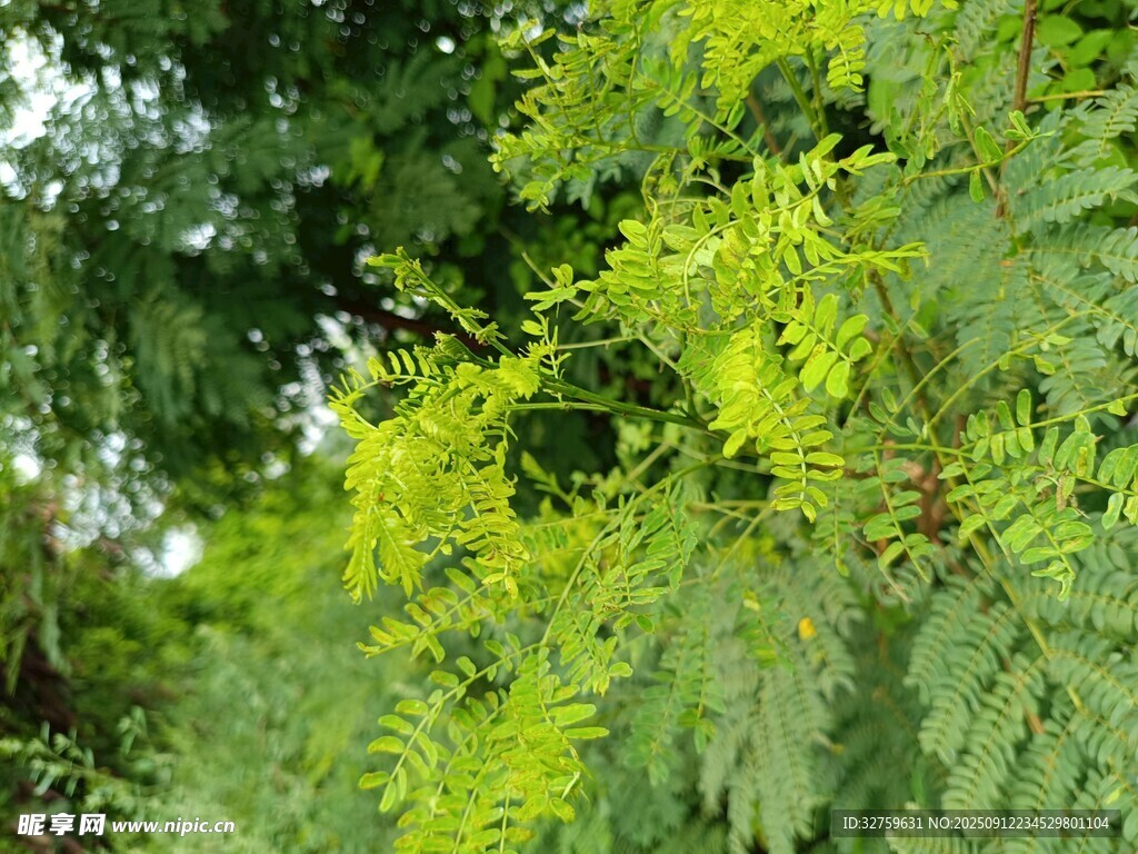 翠绿繁茂的枝叶景观