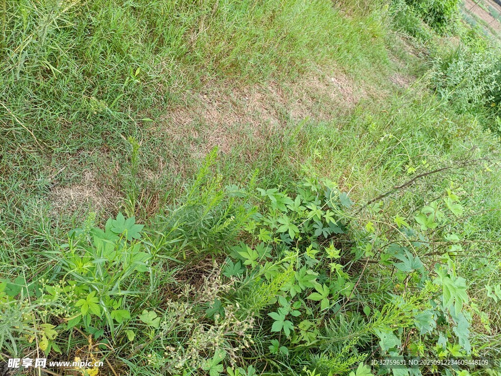 野外繁茂草地景象