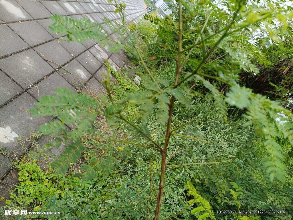 屋顶绿植