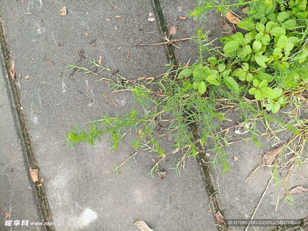 石缝间的翠绿植物