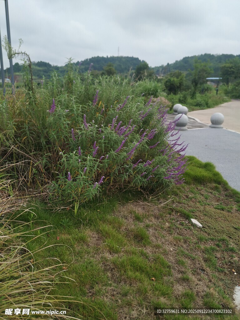 路边繁茂的紫色花草景观