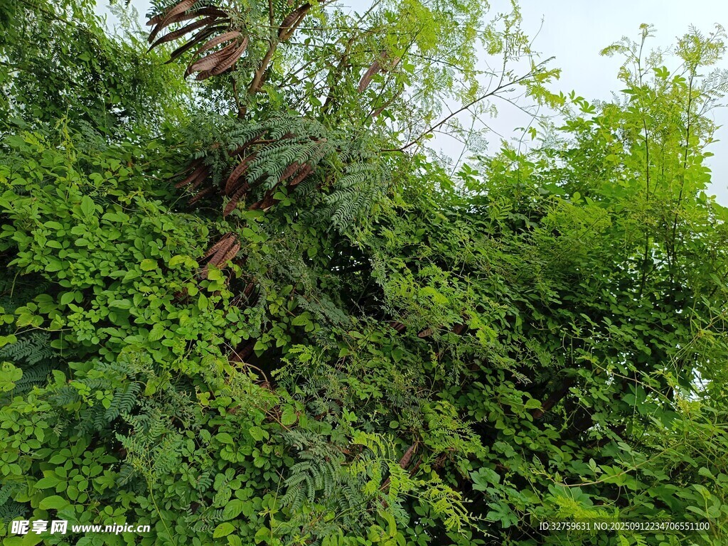 茂密绿植景观