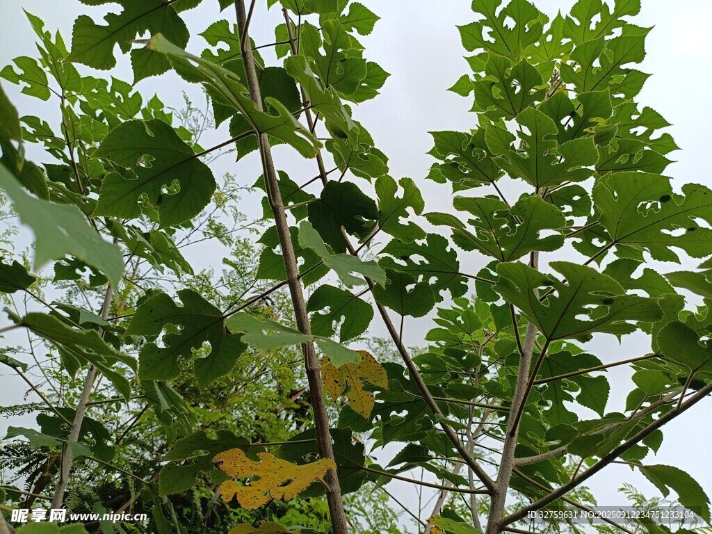 绿叶繁茂的植物景象
