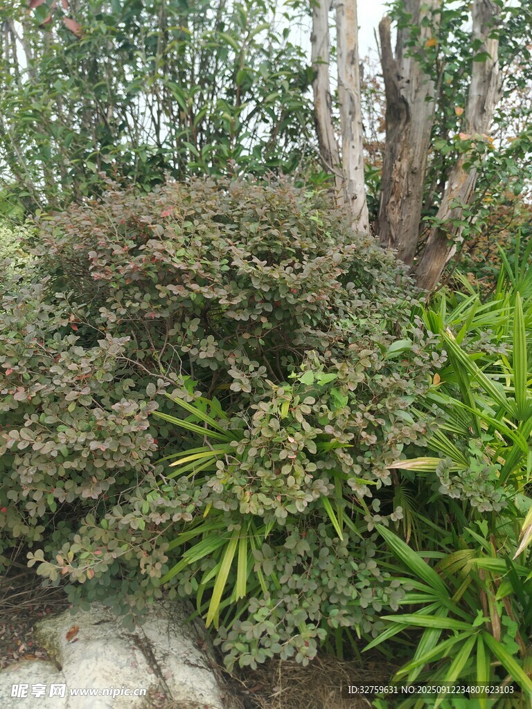 繁茂绿植景观