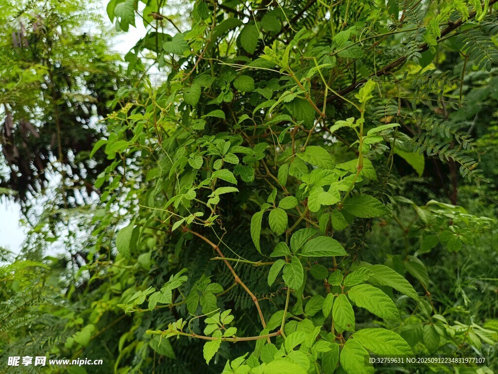繁茂绿植 