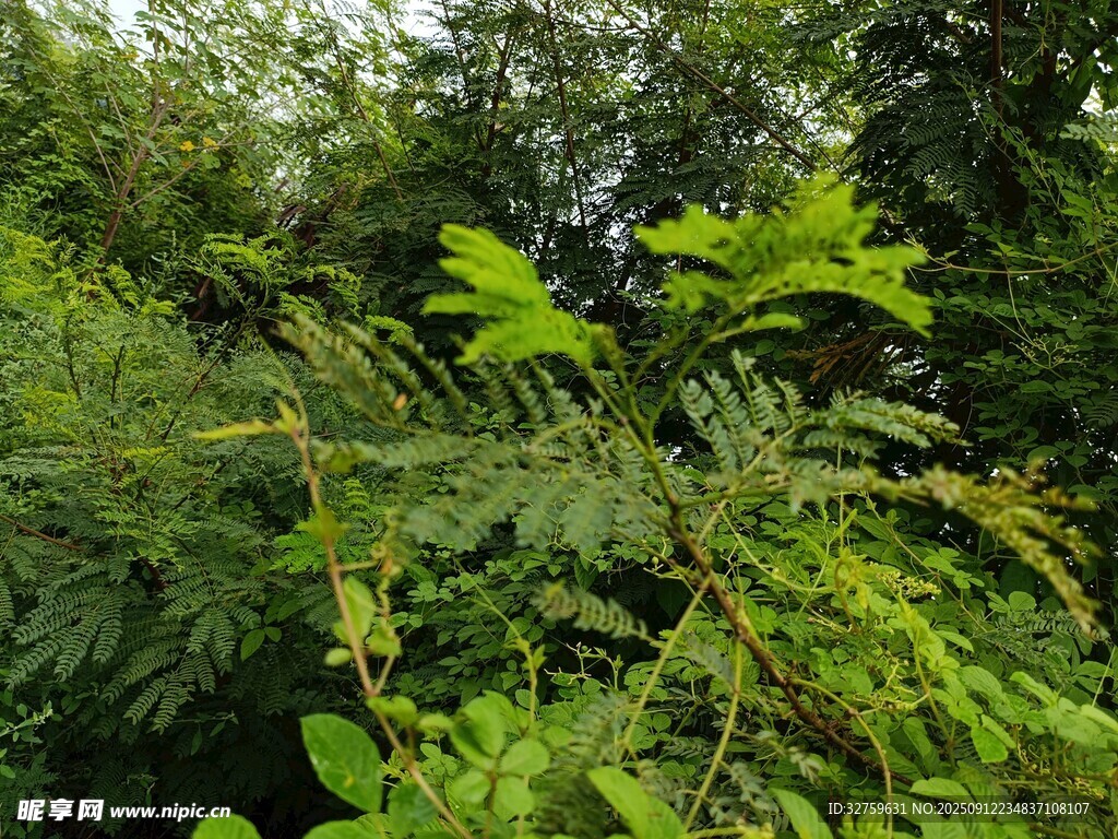 繁茂绿植景观