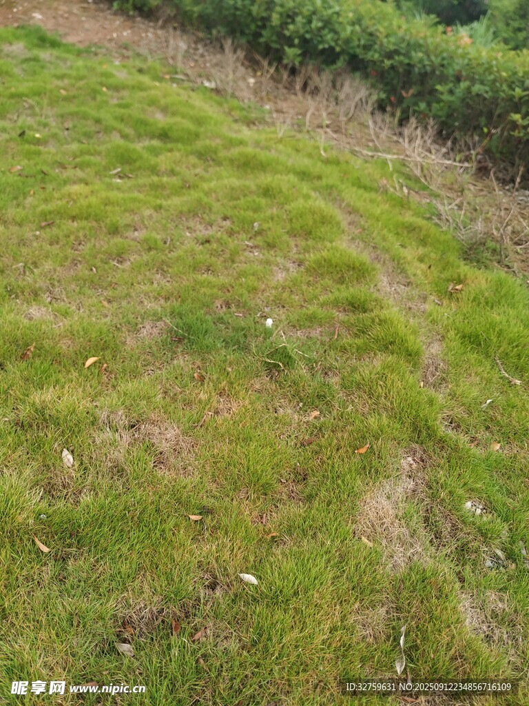 绿意盎然的草地景观
