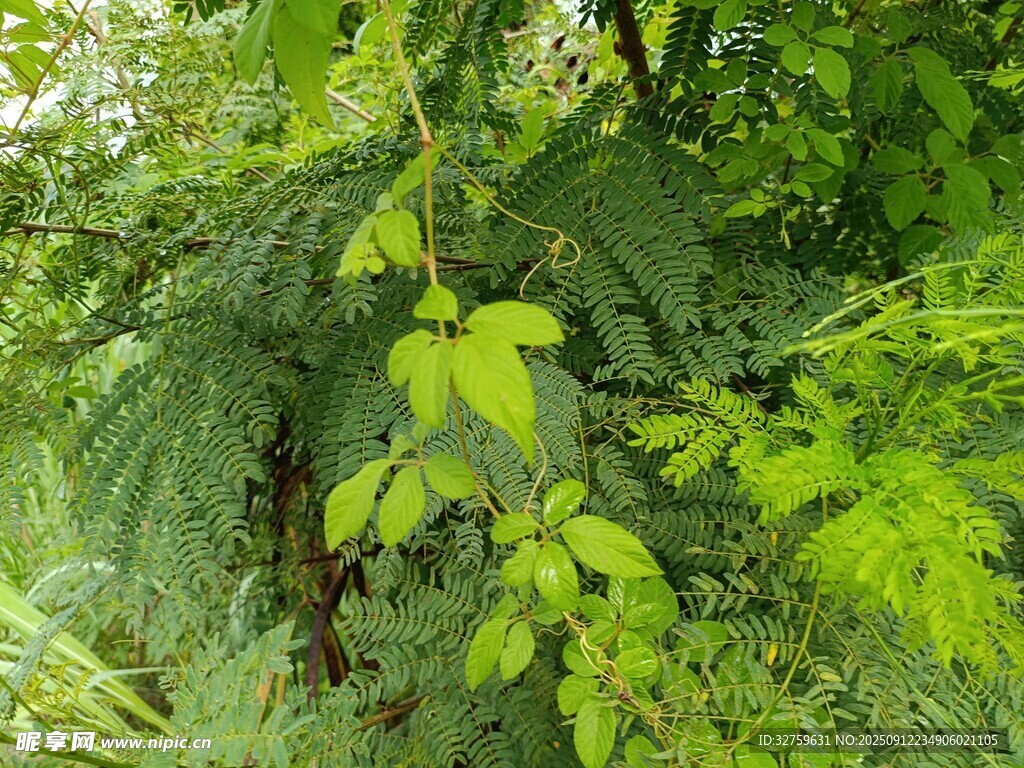 繁茂绿植展现自然生机