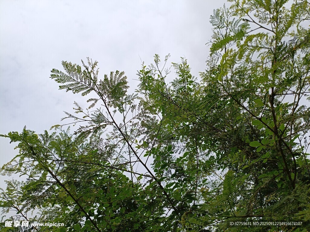 绿叶繁茂的树梢