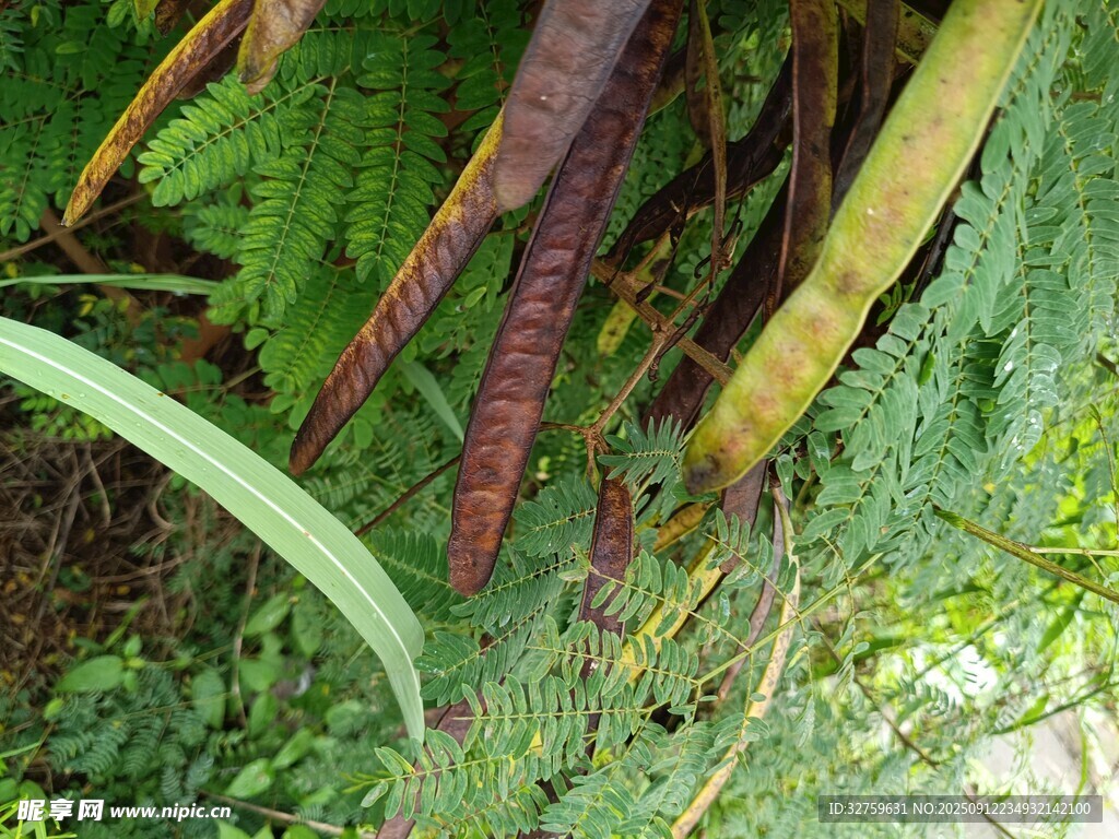 蕨类植物与藤蔓特写