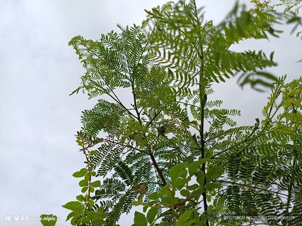 翠绿繁茂的枝叶