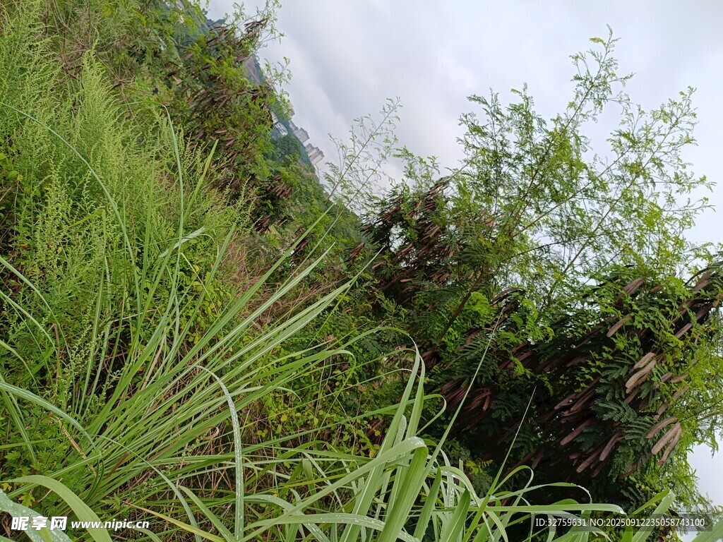 溪边繁茂绿植景观
