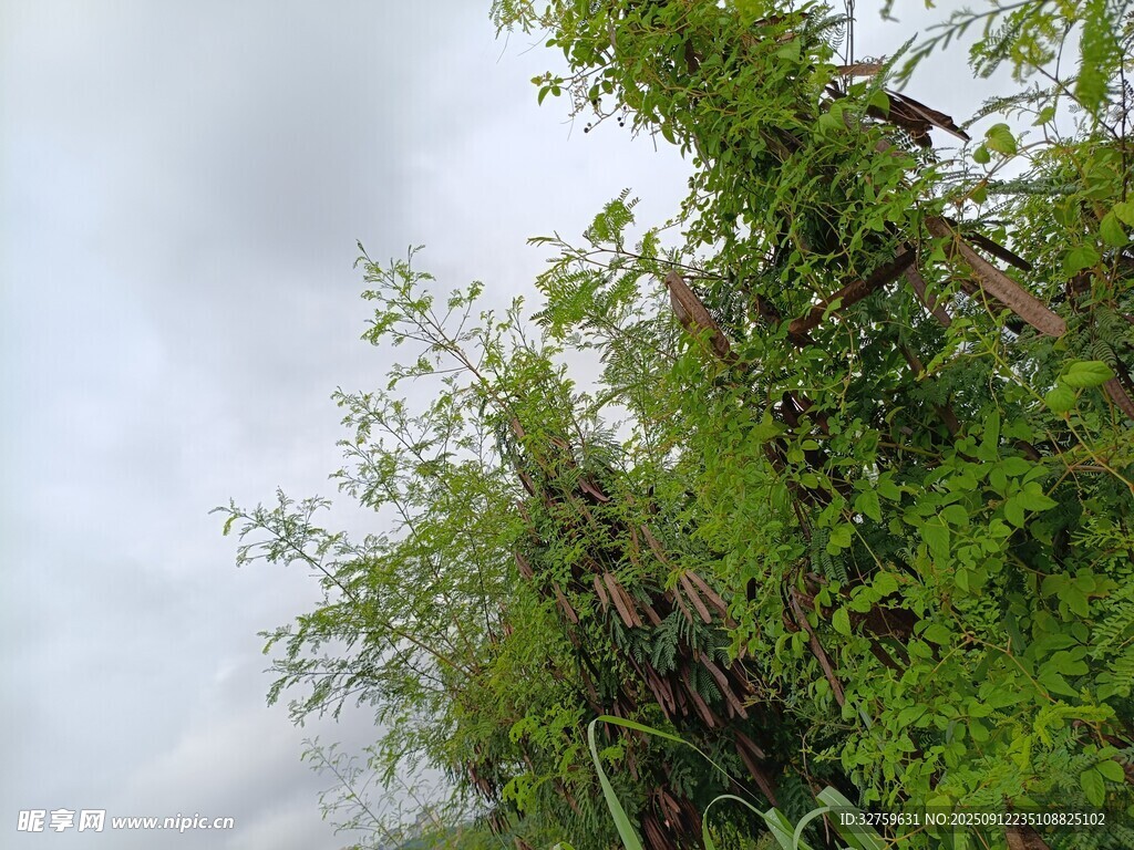 雨中繁茂绿植