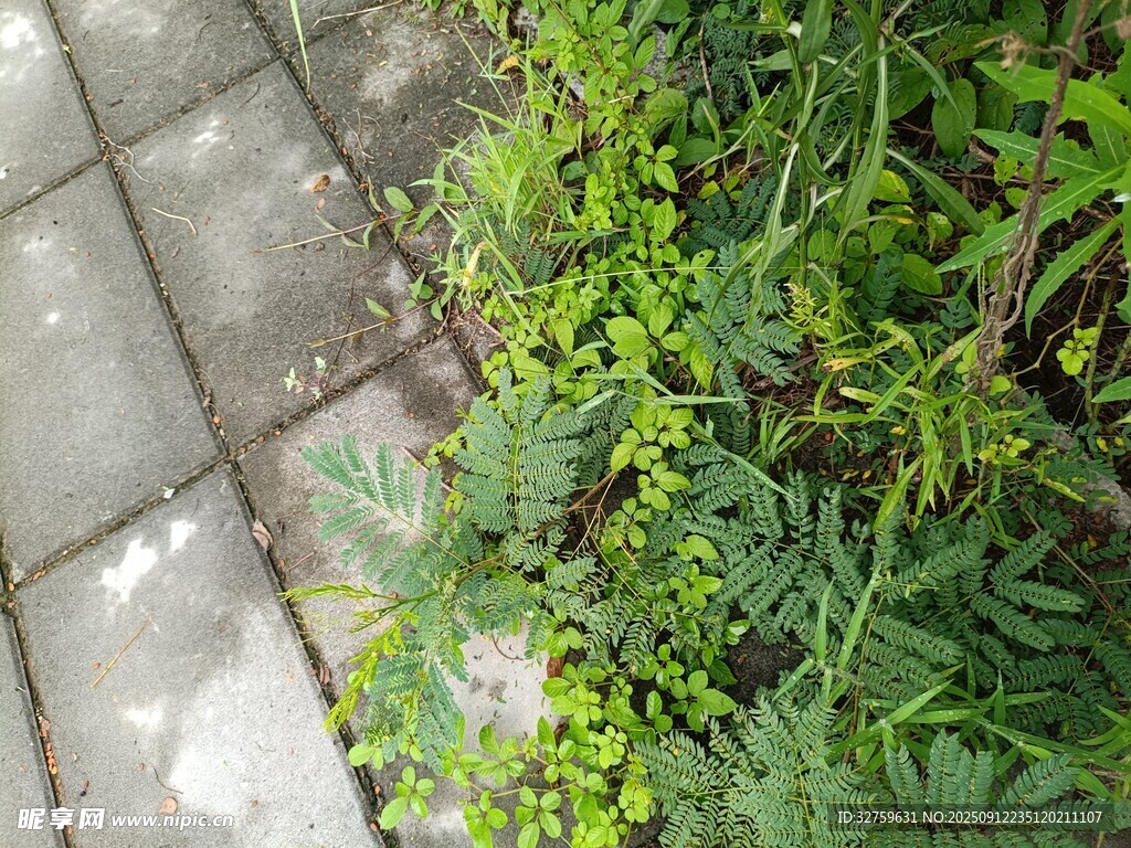 石板旁的翠绿植物