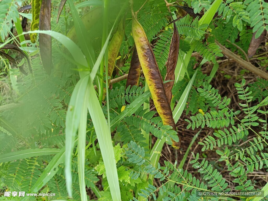 繁茂绿植特写