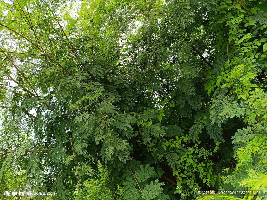 茂密绿意盎然的繁茂树林