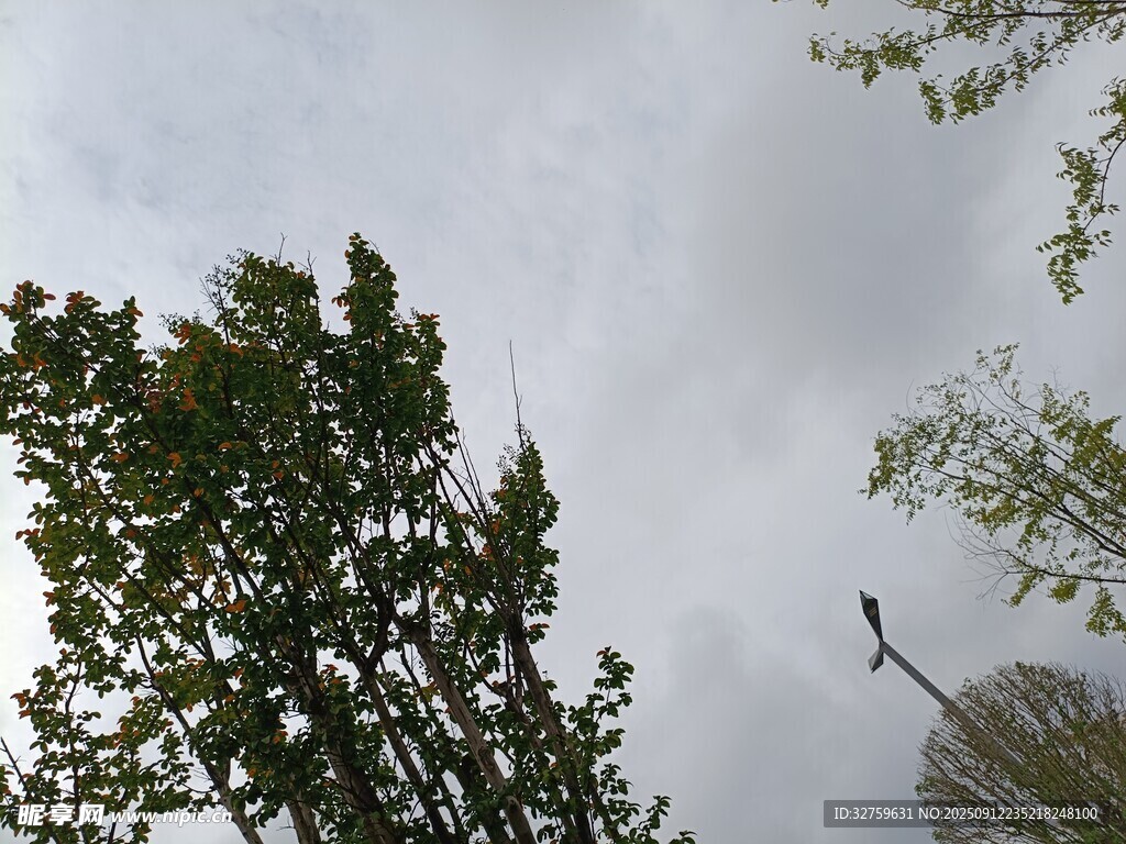 仰视视角下的树木与天空
