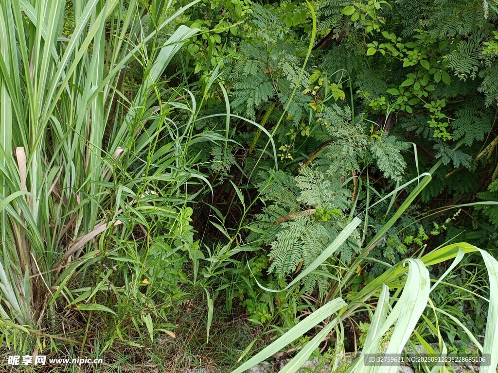 茂密绿植景观
