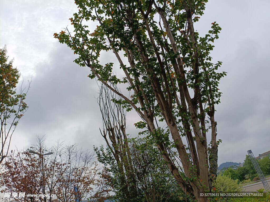 户外树木景观