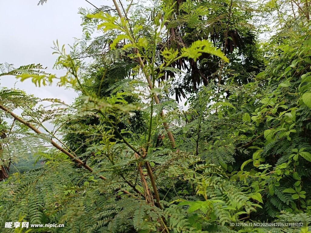 茂密丛林绿意盎然